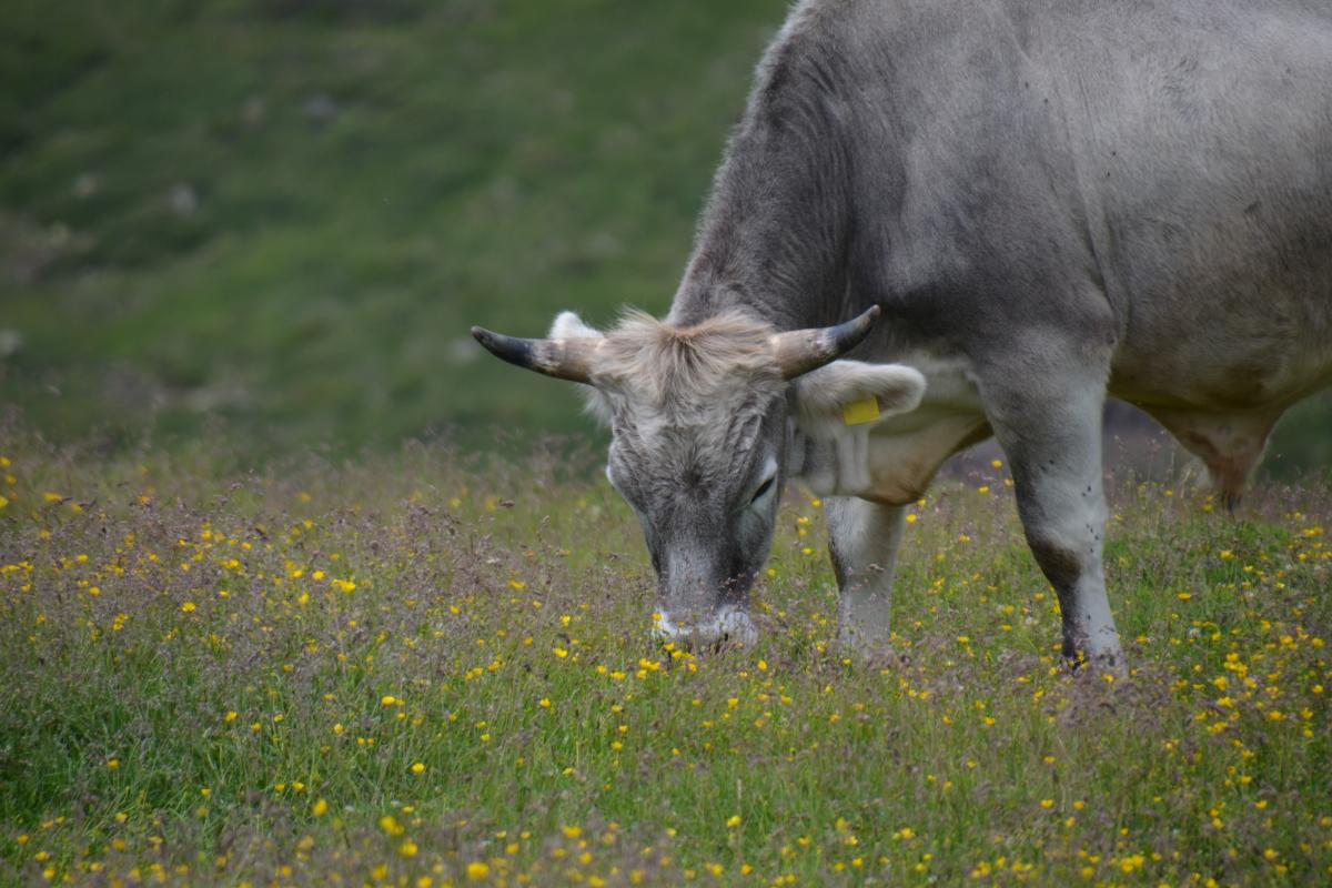 Latschenoelbrennerei und Platzer Alm 09.07.2019